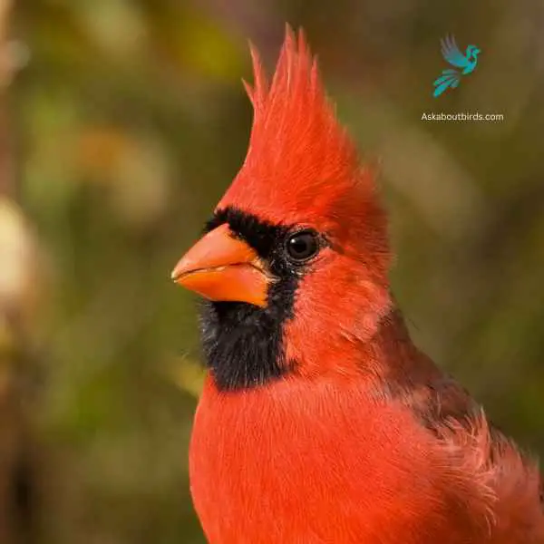 Vermilion Cardinal close up 3