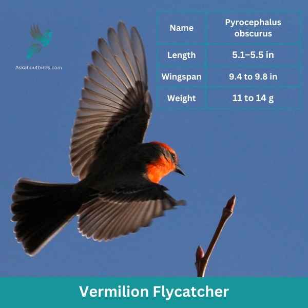 Vermilion Flycatcher attributes 1