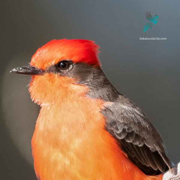 Vermilion Flycatcher close up 1