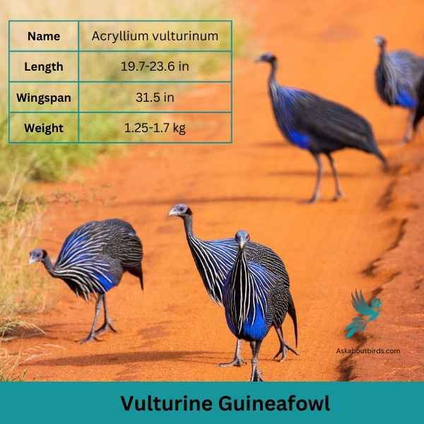 Vulturine Guineafowl attributes
