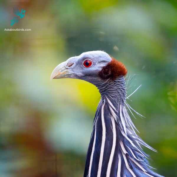 Vulturine Guineafowl close up