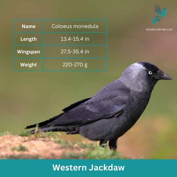 Western Jackdaw attributes 1