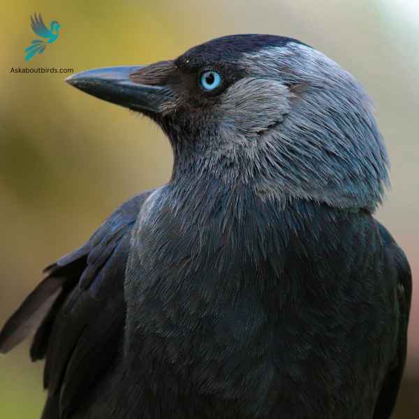 Western Jackdaw close up