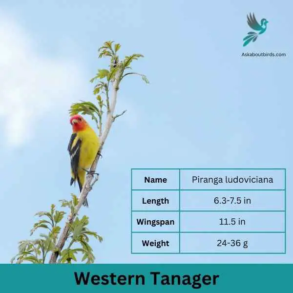 Western Tanager attributes