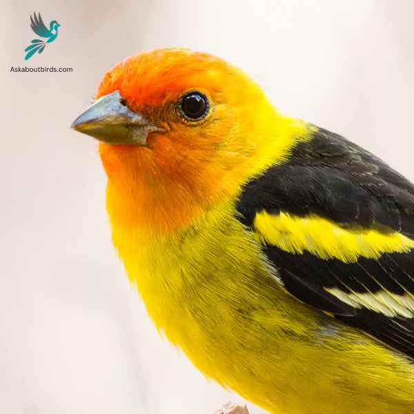Western Tanager close up