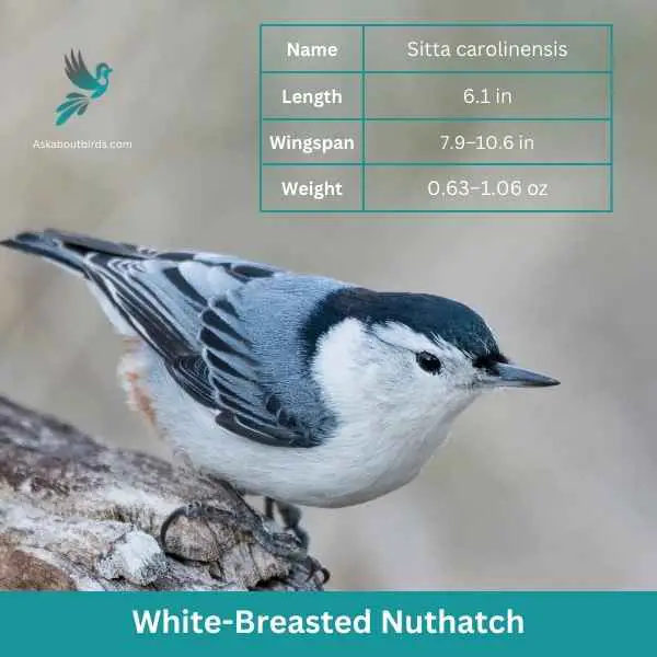 White Breasted Nuthatch attributes
