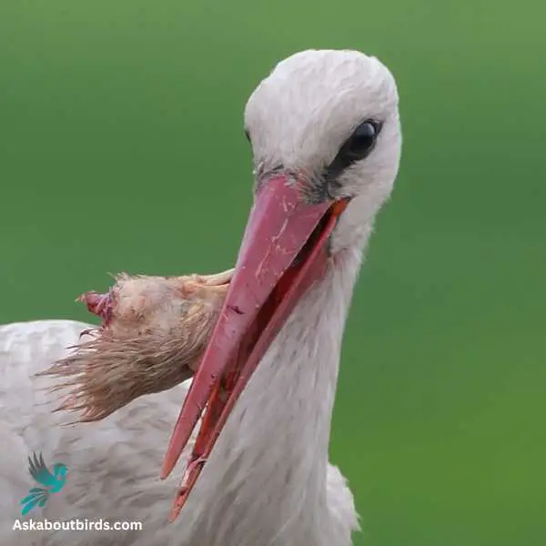 White Stork 2