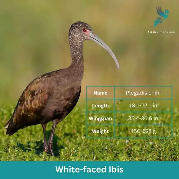 White faced Ibis attributes 1