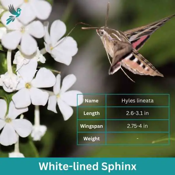 White lined Sphinx attributes