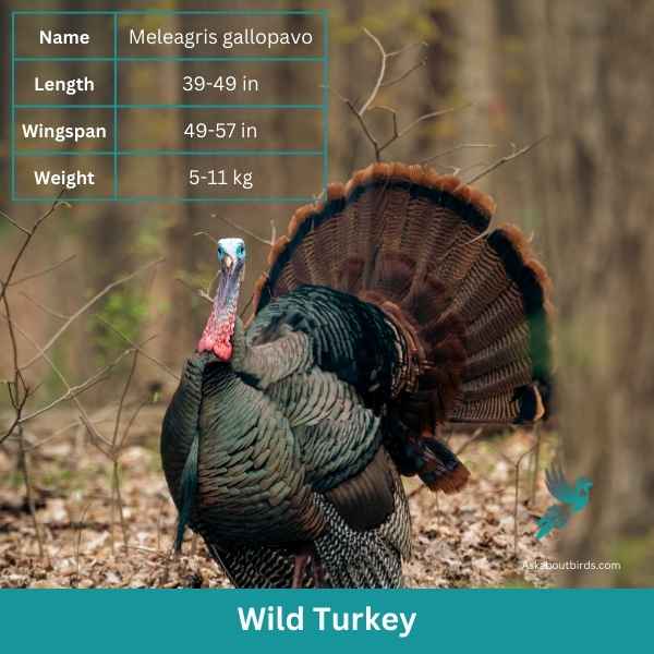Wild Turkey attributes