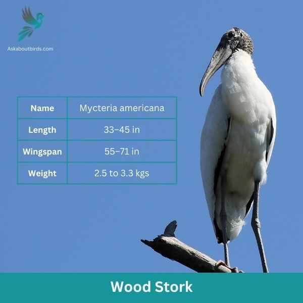 Wood Stork attributes