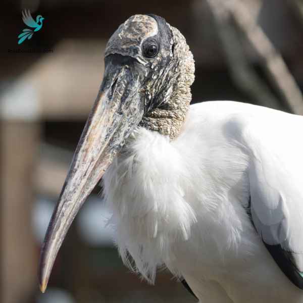 Wood Stork close up