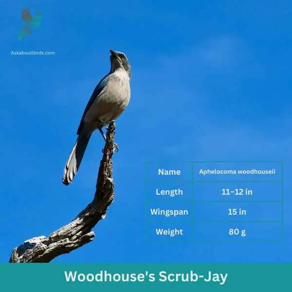 Woodhouses Scrub Jay attributes