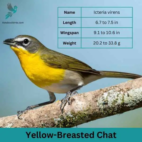Yellow Breasted Chat attributes