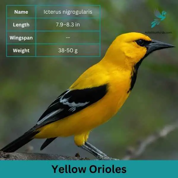 Yellow Orioles attributes 1