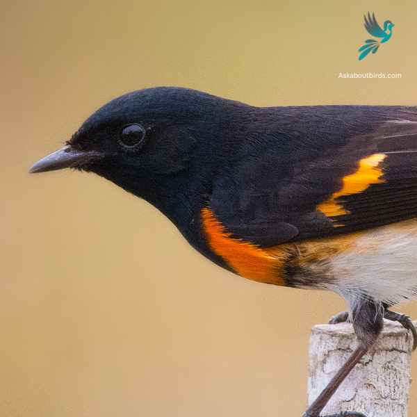 America Redstart close up