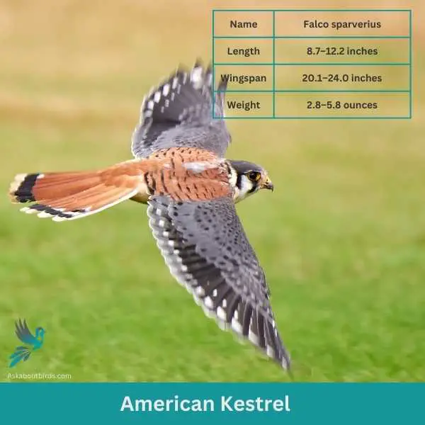 American Kestrel