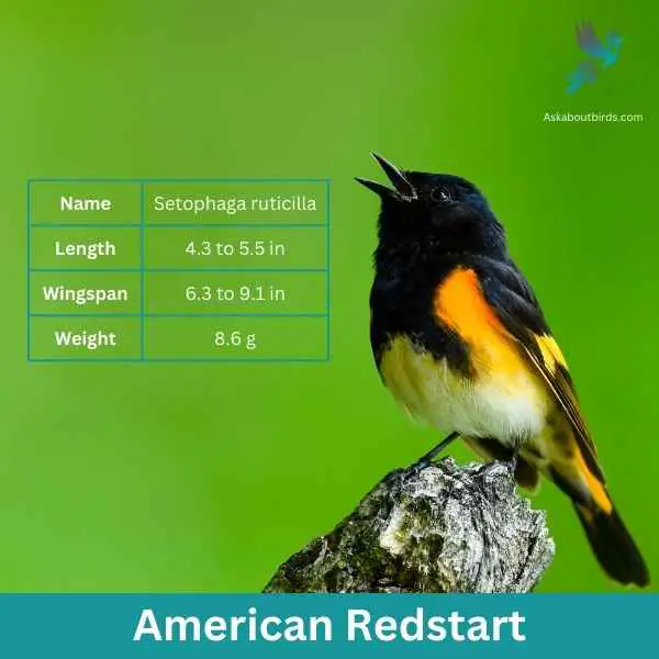 American Redstart attributes