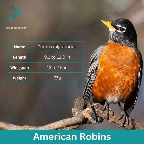 American Robins attributes 1