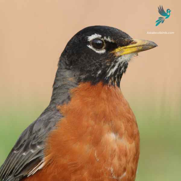 American Robins close up