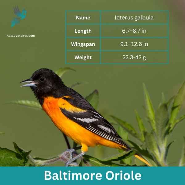 Baltimore Oriole attributes