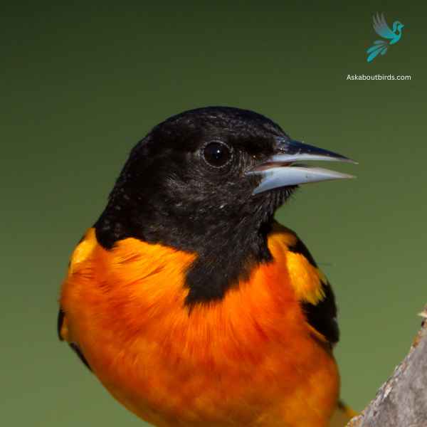 Baltimore Oriole close up