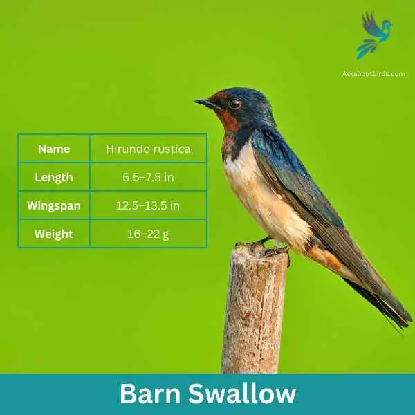 Barn Swallow attributes