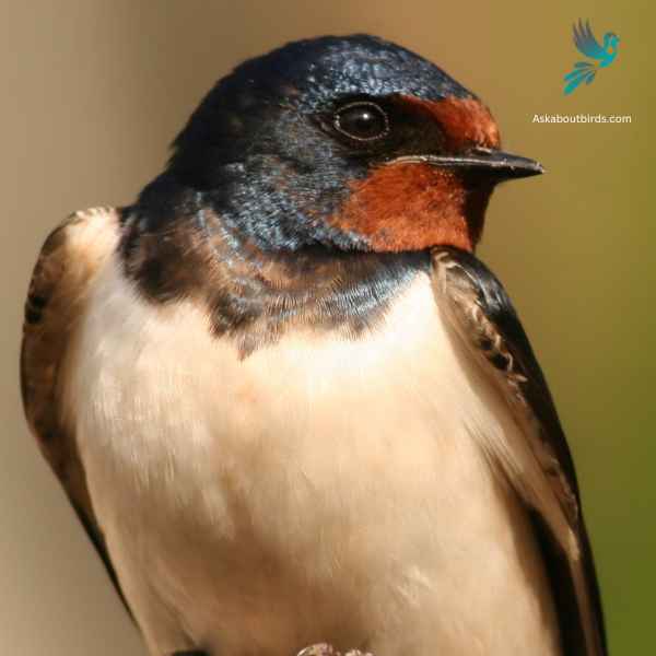 Barn Swallow close up