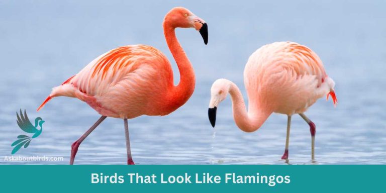 Fancy the Flamingo? 11 Birds That Look Like Flamingos - Ask About Birds