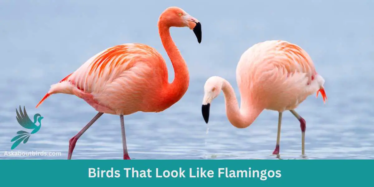 Birds That Look Like Flamingos