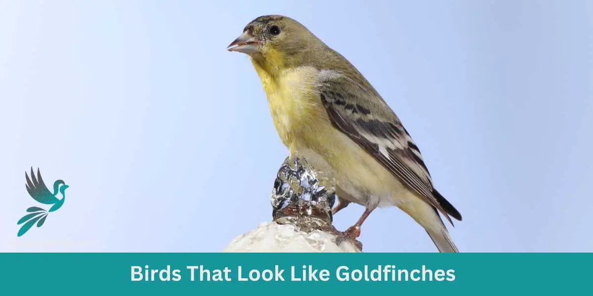 Birds That Look Like Goldfinches