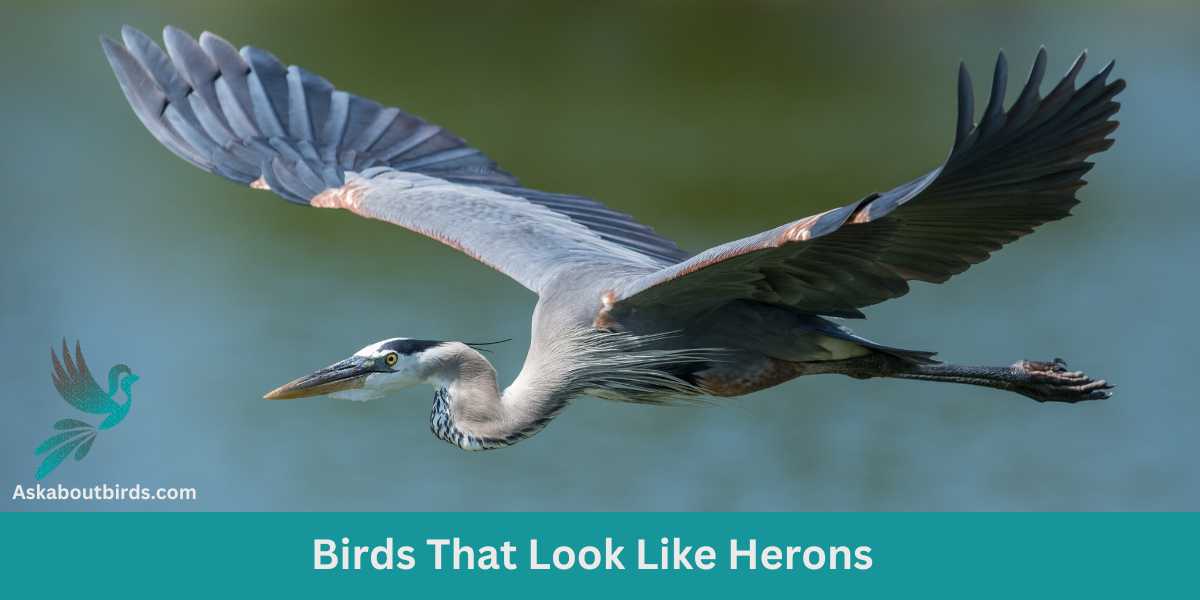 Birds That Look Like Herons