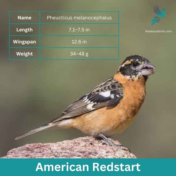 Black heade Grosbeak attributes