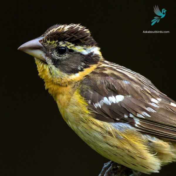 Black headed Grosbeak close up