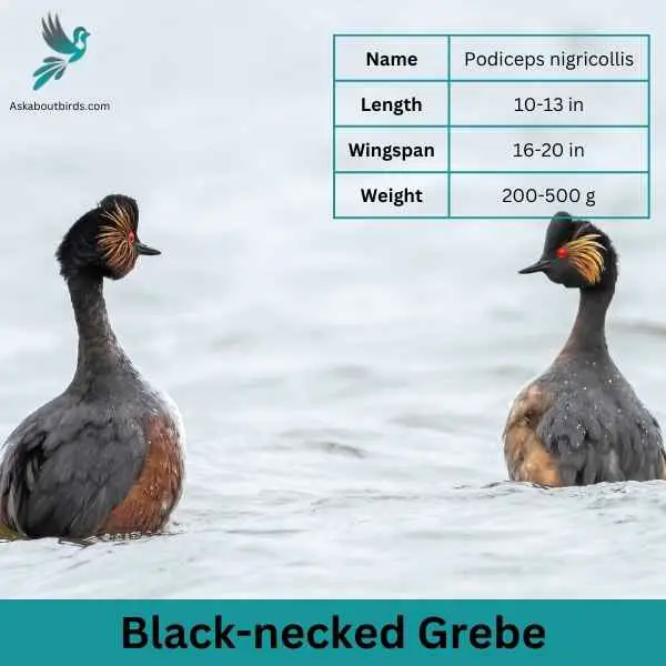 Black necked Grebe