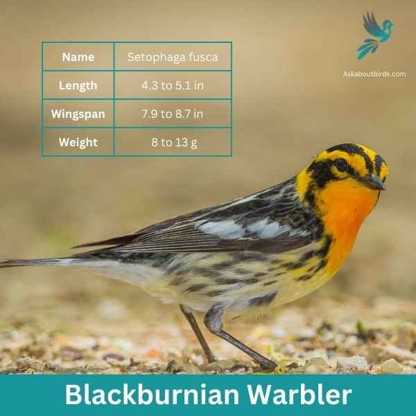 Blackburnian Warbler attributes