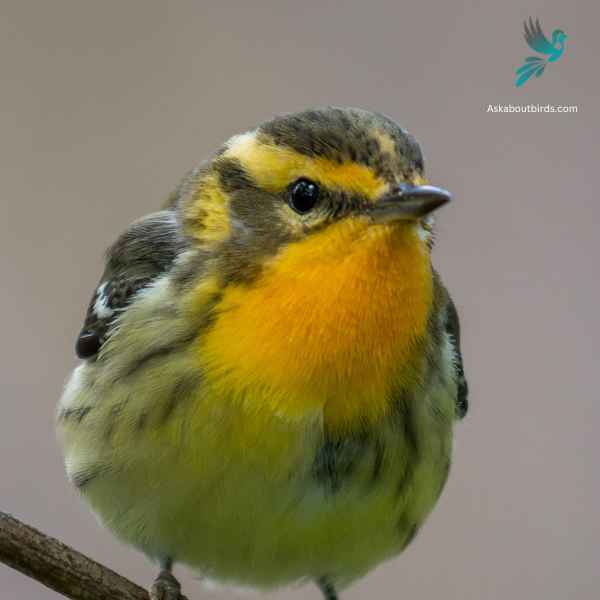 Blackburnian Warbler close up