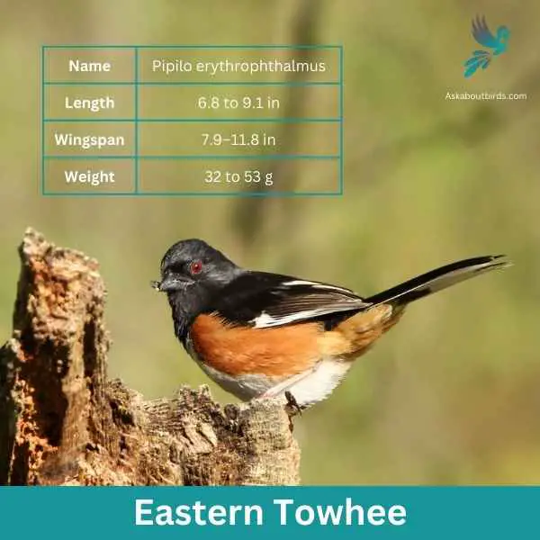 Eastern Towhee attributes