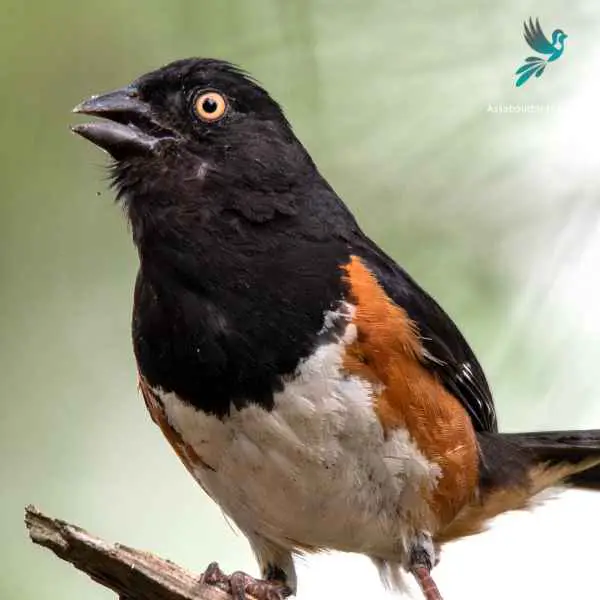 Eastern Towhee close up