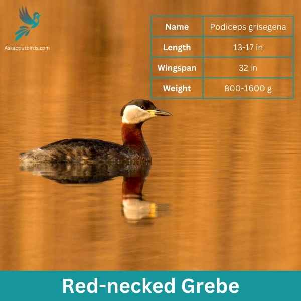 Red necked Grebe 1