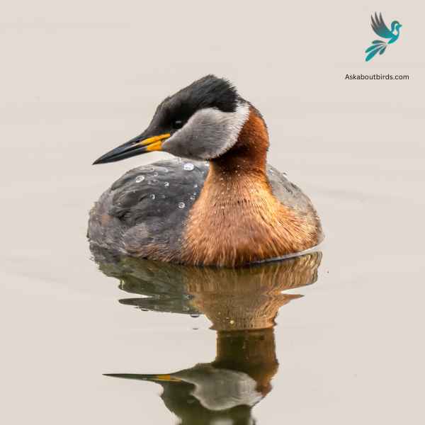 Red necked Grebe