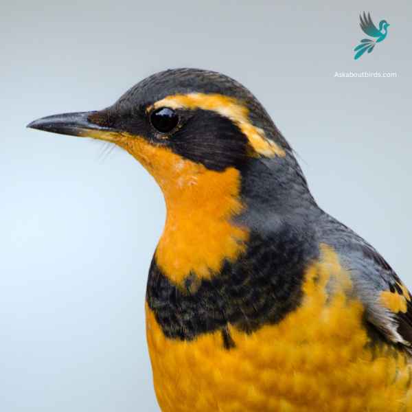 Varied Thrush Warbler close up