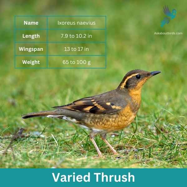 Varied Thrush attributes 1