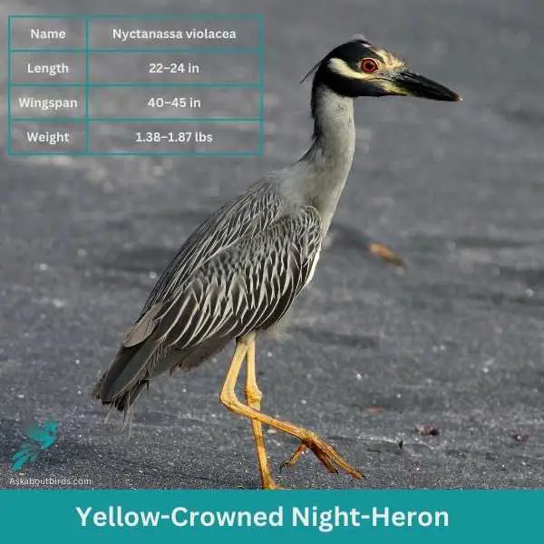 Yellow Crowned Night Heron