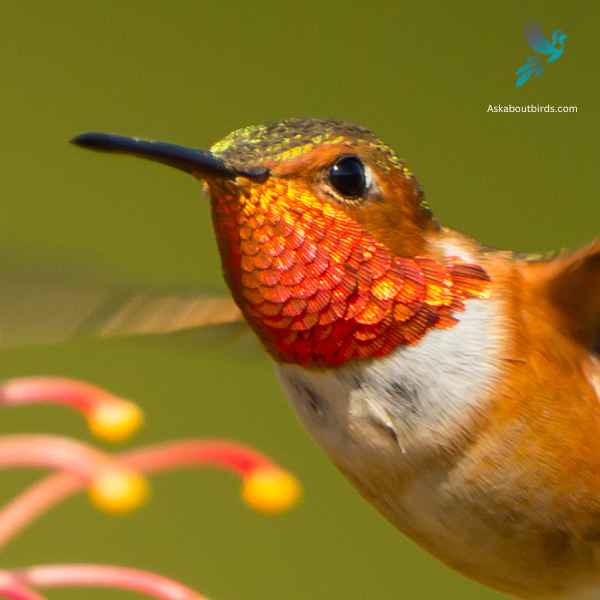 Allens Hummingbird close up