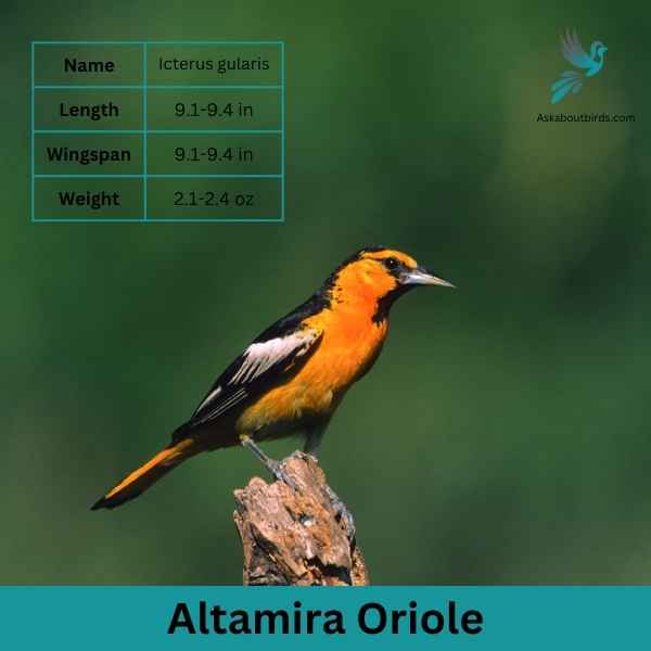 Altamira Oriole attributes
