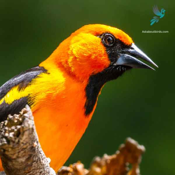 Altamira Oriole close up