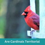 Are Cardinals Territorial
