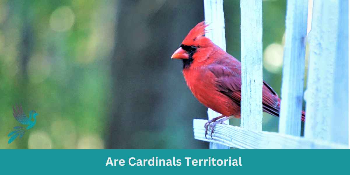 Are Cardinals Territorial 1