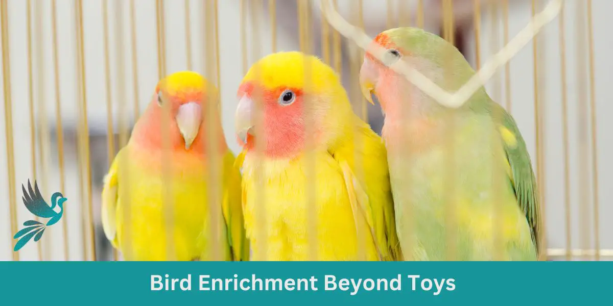 Bird Enrichment Beyond Toys